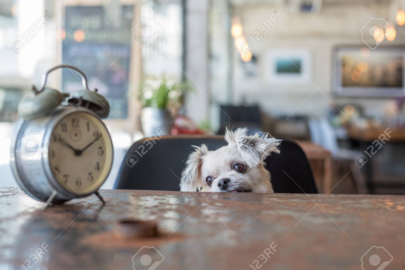 Sweet dog so cute mixed breed with Shih-Tzu, Pomeranian and Poodle looking something in a coffee shop cafe with a clock vintage style - 89604366 Sweet dog so cute mixed breed with Shih-Tzu, Pomeranian and Poodle looking something in a coffee shop cafe with a clock vintage style - 89604366