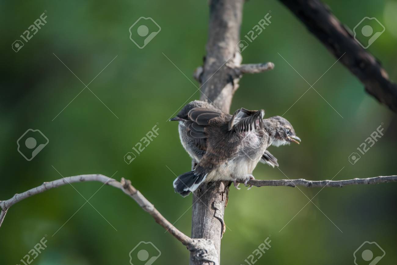 野生の自然の中の 2 つの鳥 ピエ ファンテイル ヒタキ Rhipidura 品種 ブラック色 カップル 友人 同業者 の写真素材 画像素材 Image 野生の自然の中の 2 つの鳥 ピエ ファンテイル ヒタキ Rhipidura 品種 ブラック色 カップル 友人 同業者 の写真素材 画像素材 Image