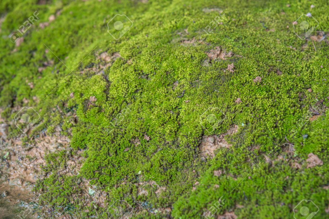 モーゼスは 通常濃い緑の群生やマット 頻繁に自然の中の湿気や日陰の場所で育つ小さな隠花植物 の写真素材 画像素材 Image