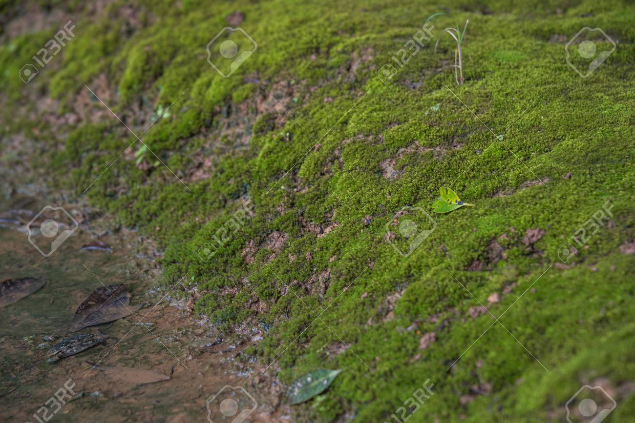 モーゼスは 通常濃い緑の群生やマット 頻繁に自然の中の湿気や日陰の場所で育つ小さな隠花植物 の写真素材 画像素材 Image
