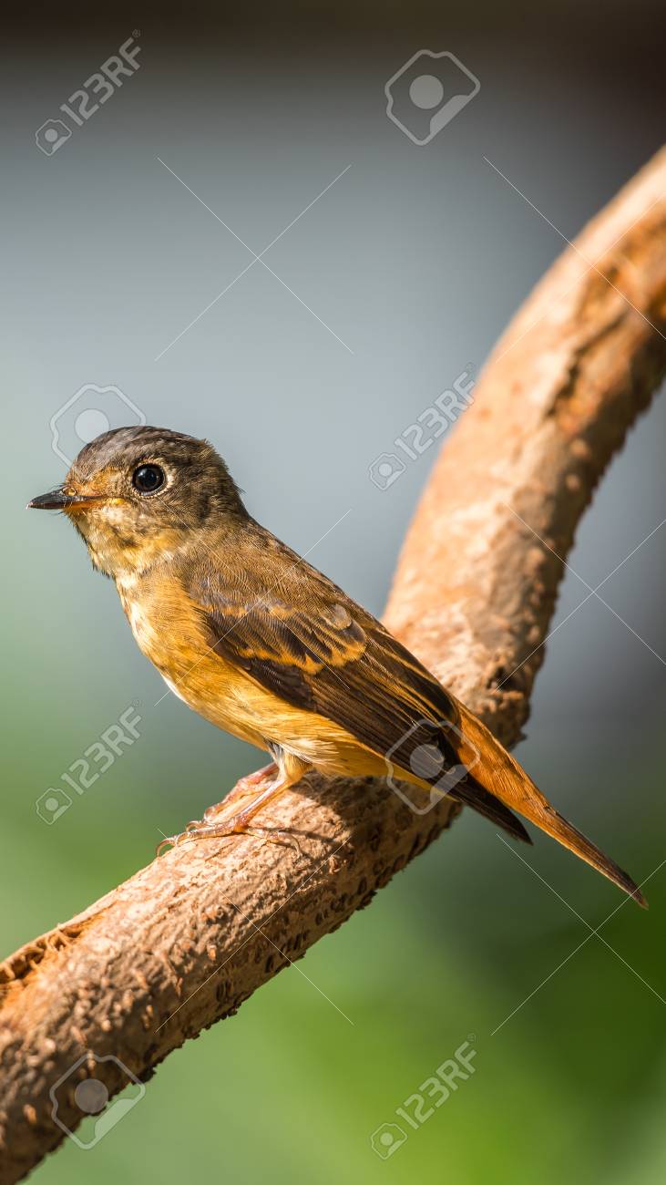 Oiseau Moucherolle Ferrugineux Muscicapa Ferruginea Sucre Brun Couleur Orange Et Rouge Perché Sur Un Arbre Dans Une Nature Sauvage Distribution