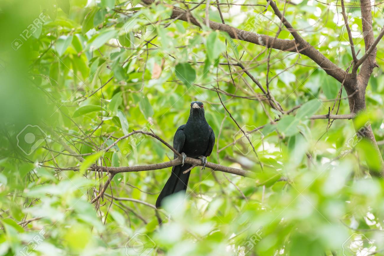 鳥 アジアのケール ユーダイナマイス スコロパセウス 男性の光沢のある青みがかった黒 淡い緑がかった灰色の紙幣で虹彩は真紅であり それは野生の自然の木の上に灰色の足と足を止めています の写真素材 画像素材 Image 鳥 アジアのケール ユーダイナマイス スコロパセウス 男性の光沢のある青みがかった黒 淡い緑がかった灰色の紙幣で虹彩は真紅であり それは野生の自然の木の上に灰色の足と足を止めています の写真素材 画像素材 Image
