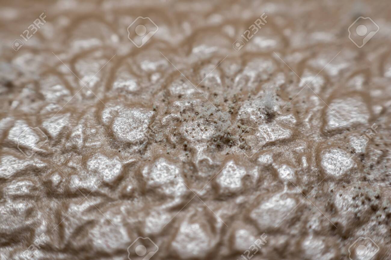 Macro Of Mold Spores Grown On Skin Of The Leather Molds Are A Large And Taxonomically