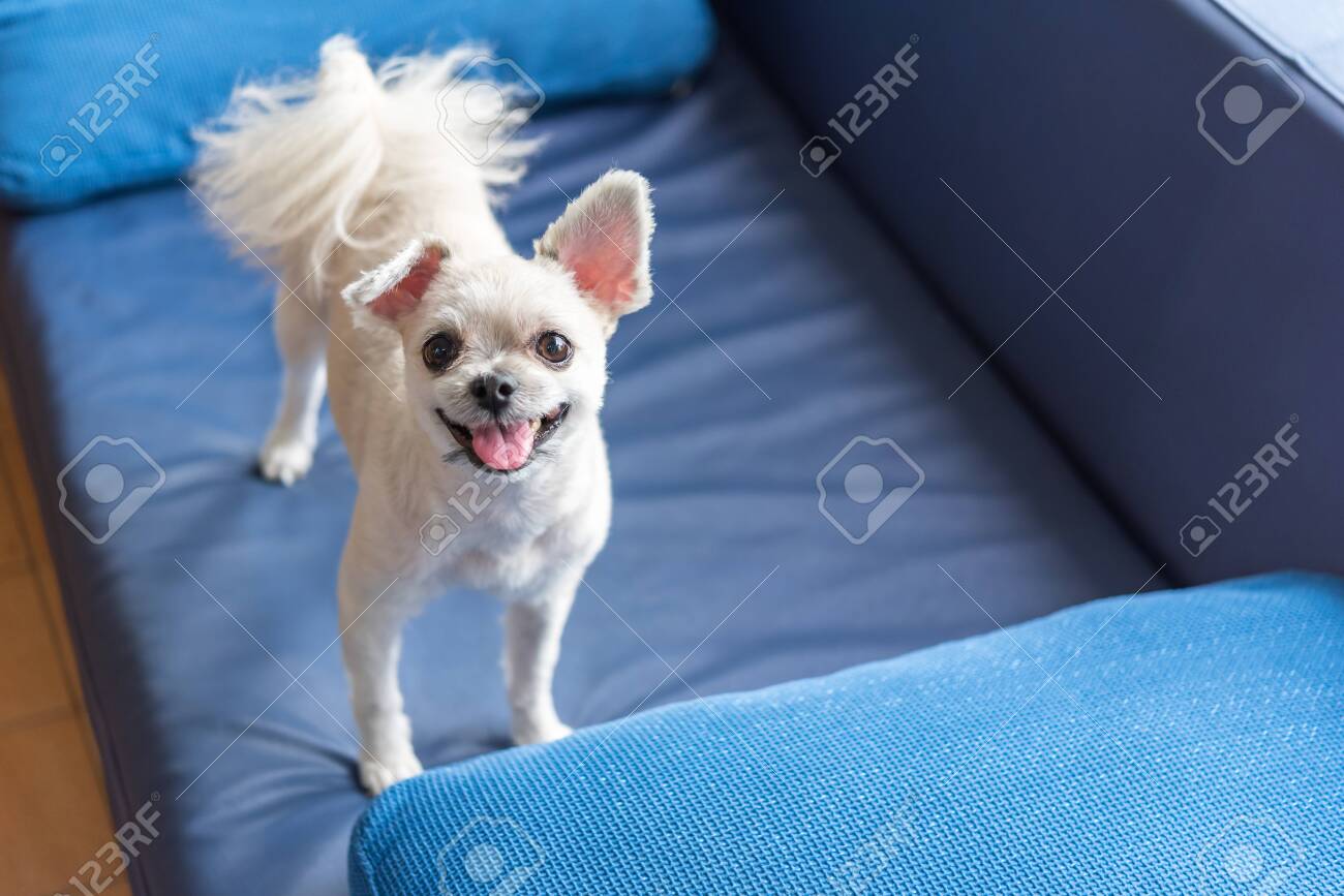 Dog So Cute Mixed Breed With Shih-Tzu, Pomeranian And Poodle Standing On  Sofa And Looking At Something With Interest When Vacation Travel Stock  Photo, Picture And Royalty Free Image. Image 121461182.