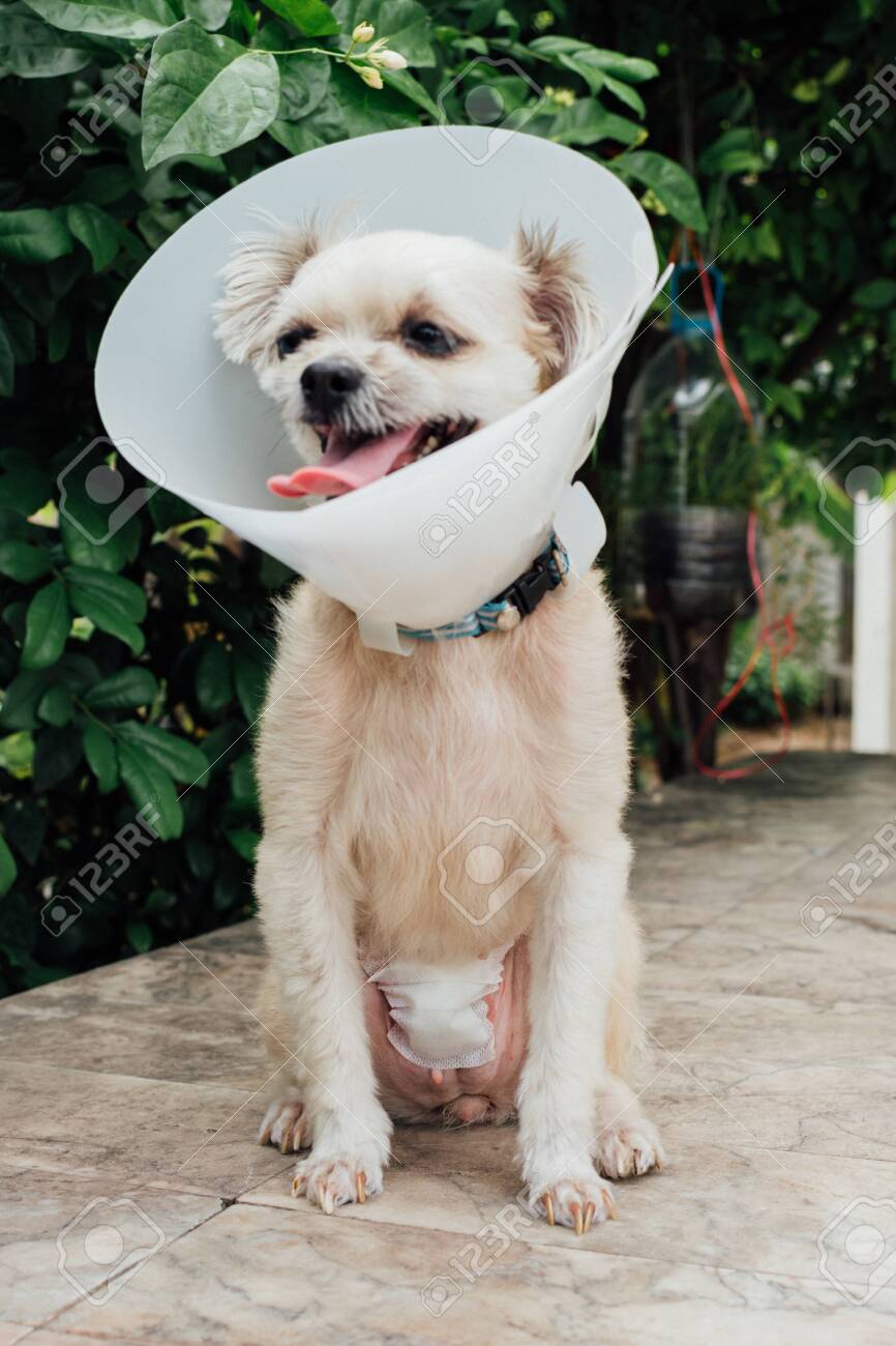 abdominal bandage dog