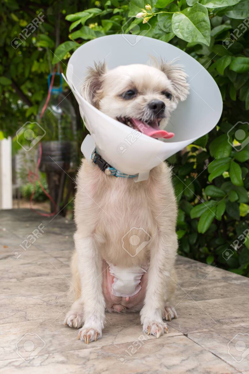 abdominal bandage dog
