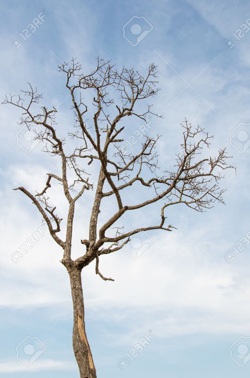 dying tree dying tree