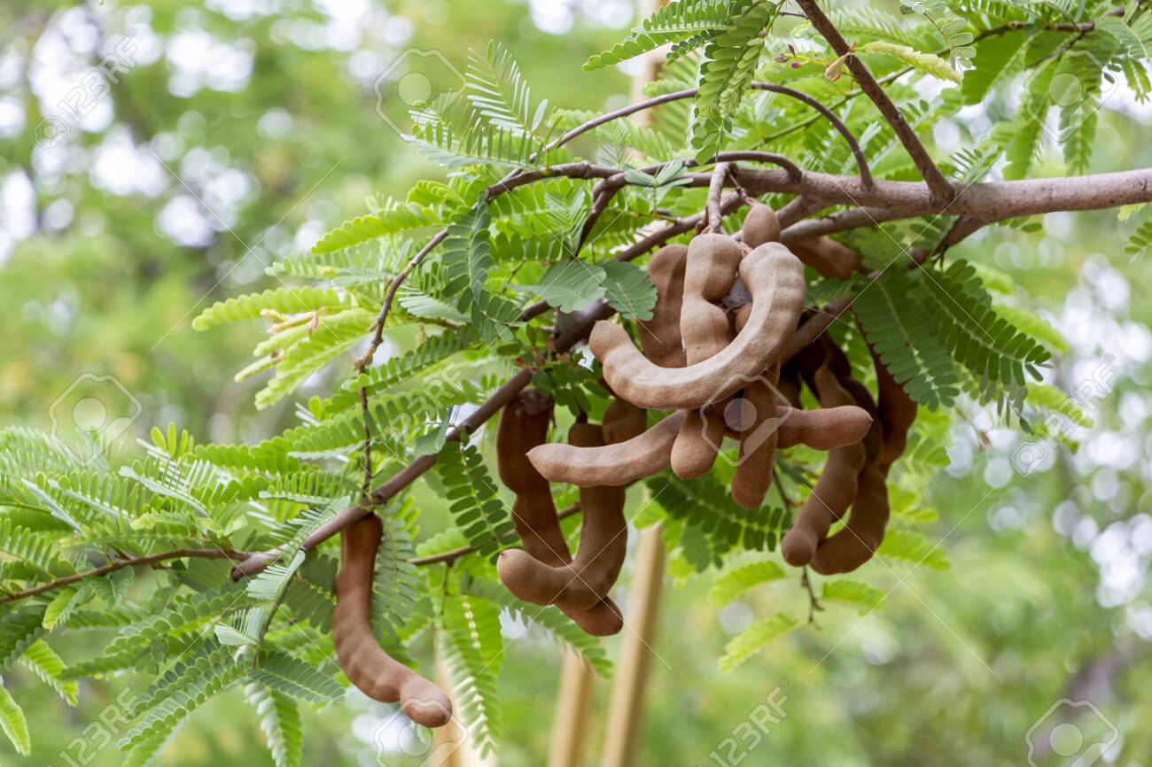 Fresh Tamarind Fruit And Leaf On Tree In Tropical Tramarind Stock Photo Picture And Royalty Free Image Image
