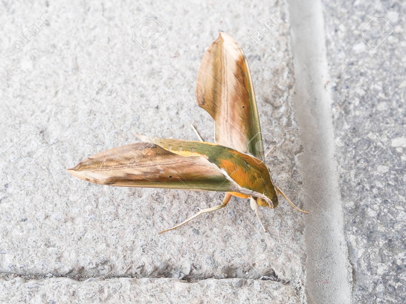 etiam-dictum-ipsum-a-felis