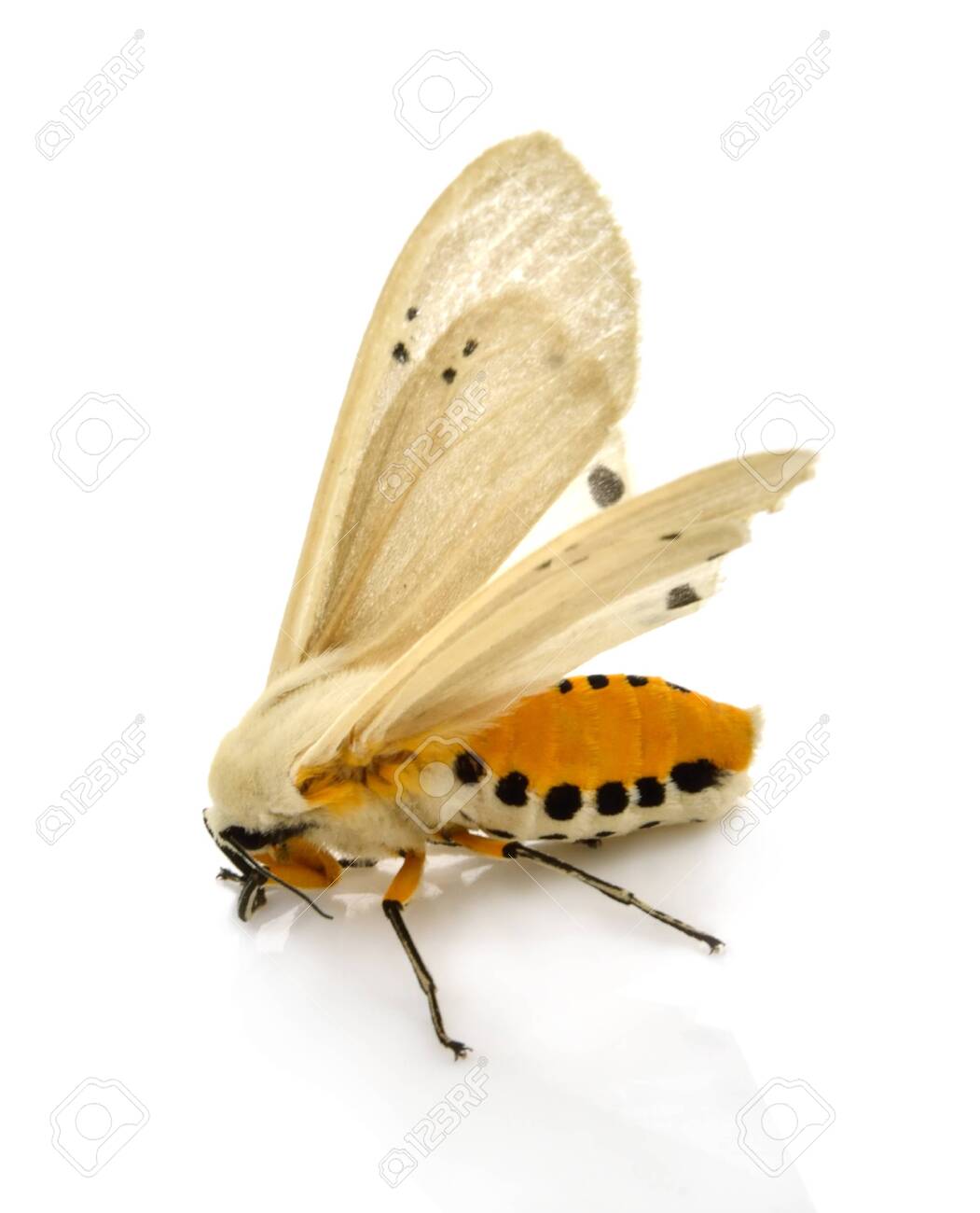 etiam-dictum-ipsum-a-felis