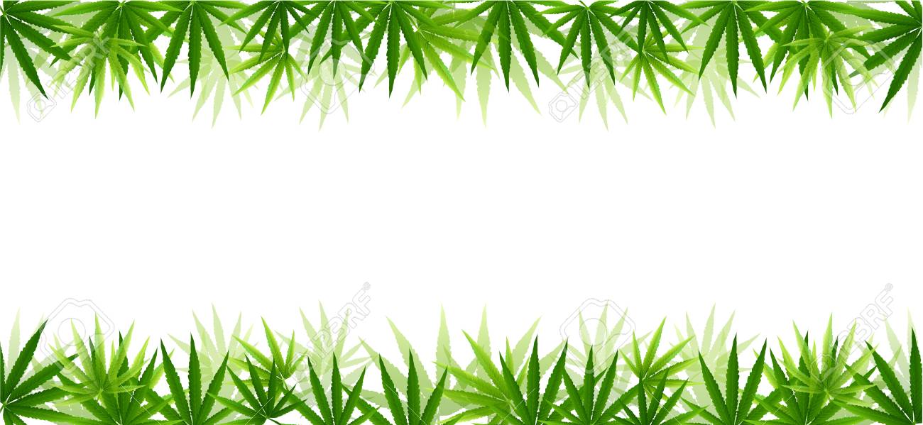 Frame formed with hemp (marijuana) leaves isolated on white background.vector illustration. - 97692300 Frame formed with hemp (marijuana) leaves isolated on white background.vector illustration. - 97692300