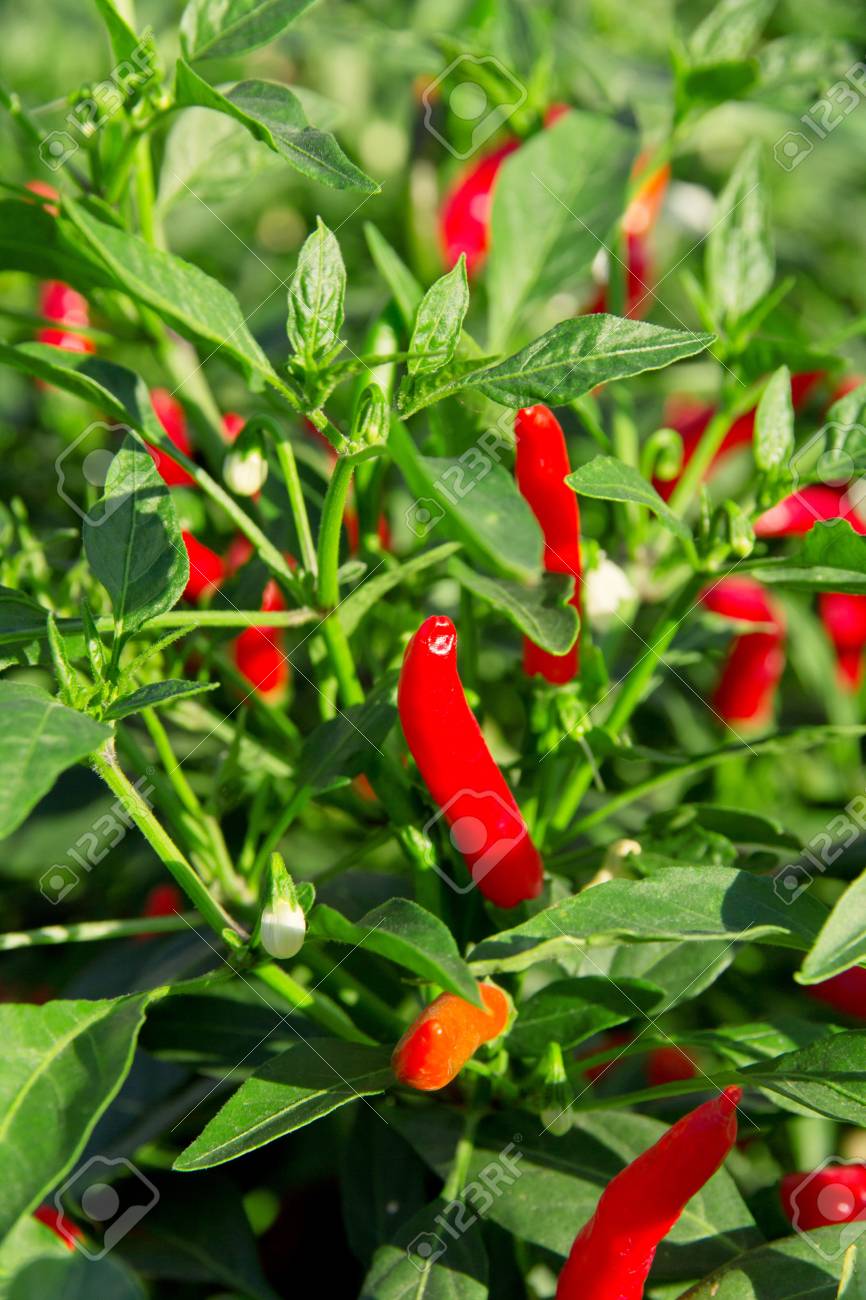 Red Chilli Pepper Plant Stock Photo 