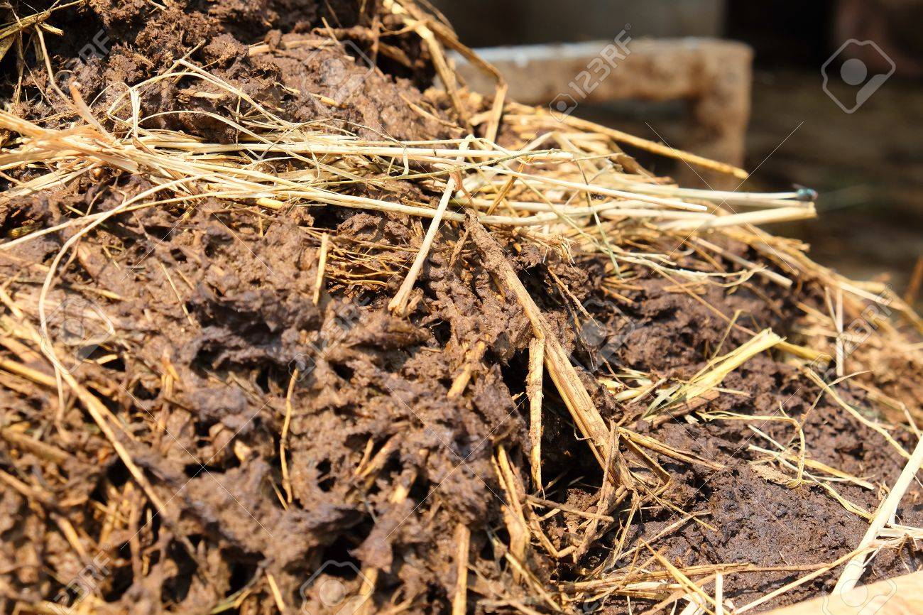 Farmyard Manure Stock Photo, Picture and Royalty Free Image. Image 72864046.