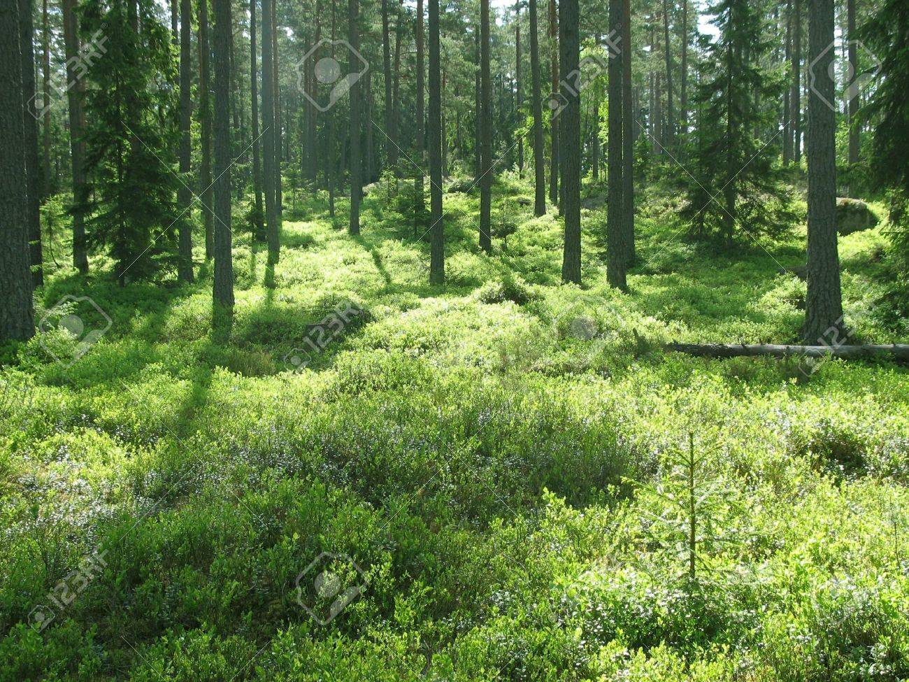 Magic Forest In Northern Europe Homes Of Trolls And Elves Stock Photo Picture And Royalty Free Image Image