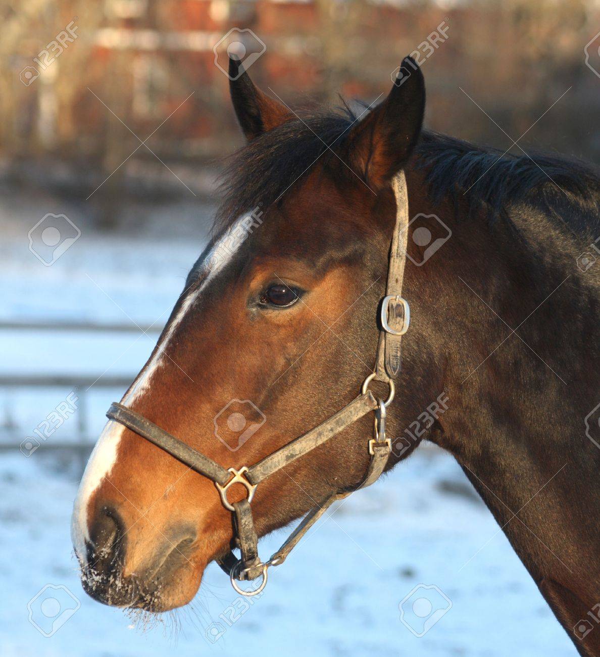 プロファイルで美しい茶色の馬の写真素材・画像素材 Image 4585648