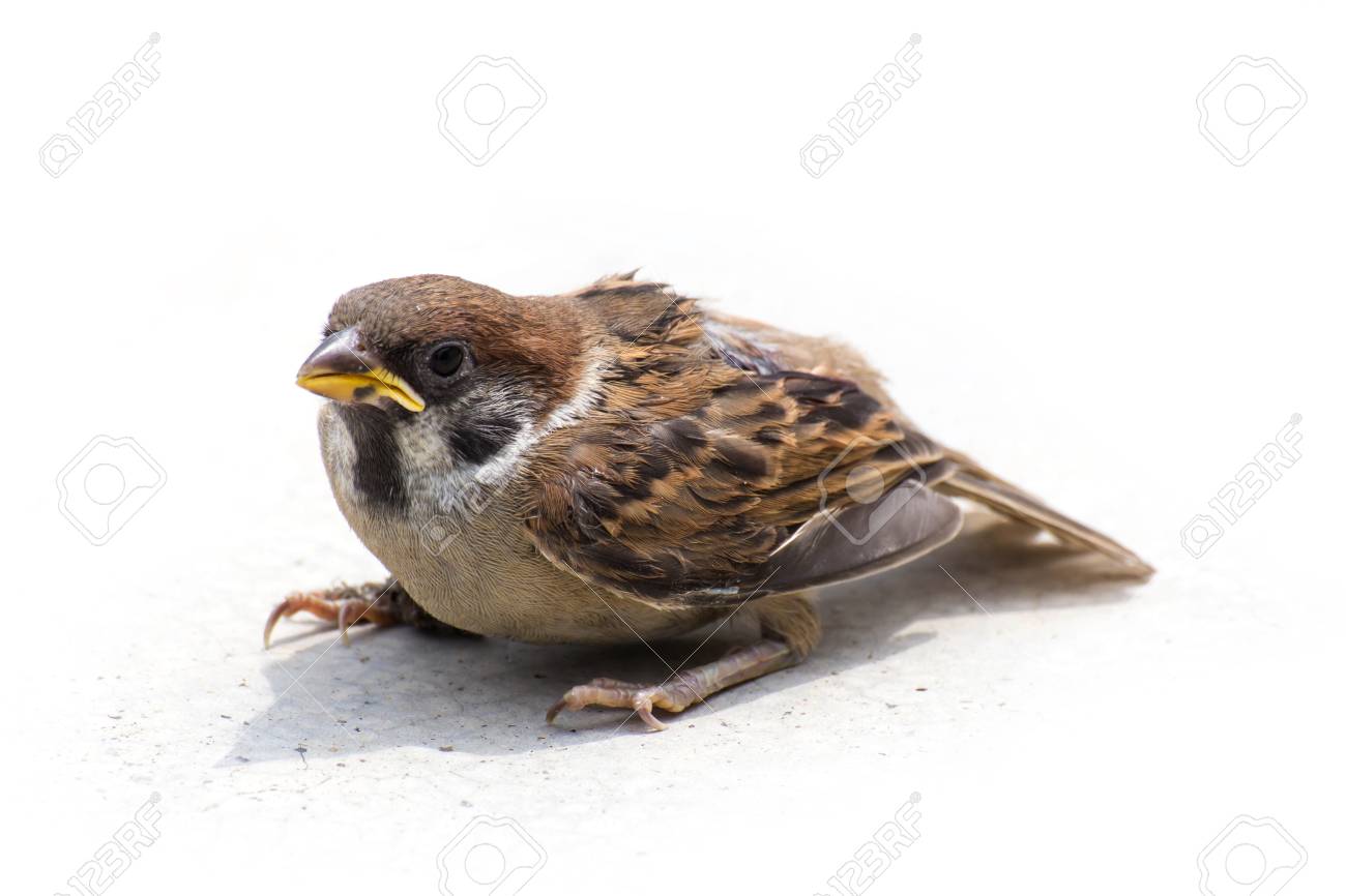 etiam-dictum-ipsum-a-felis