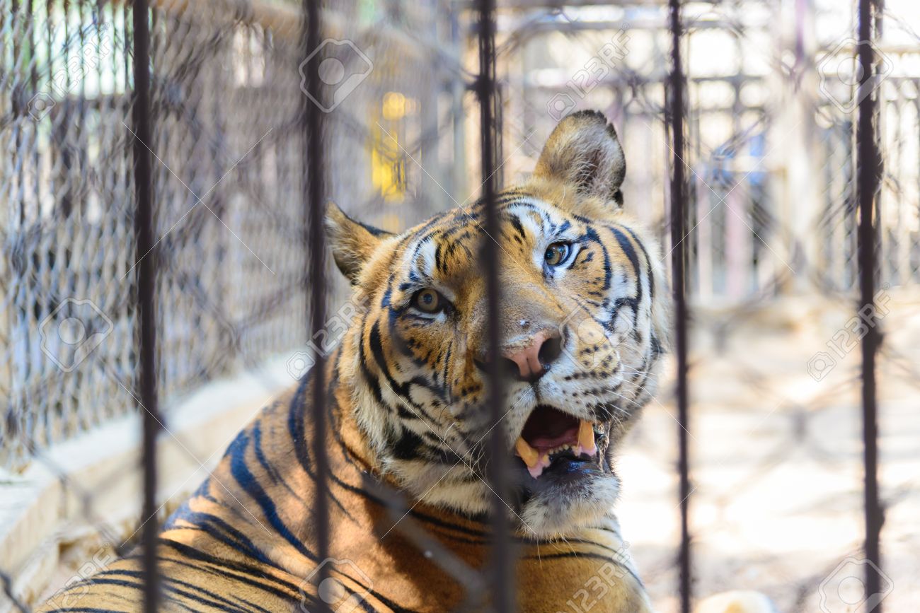 動物園 大きな猫の虎 概念の檻の中の虎 動物の保護 の写真素材 画像素材 Image