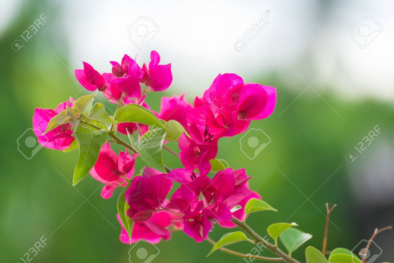 pink bougainvillea flower or paper flower with leaves in the stock paper flower bougainvillea