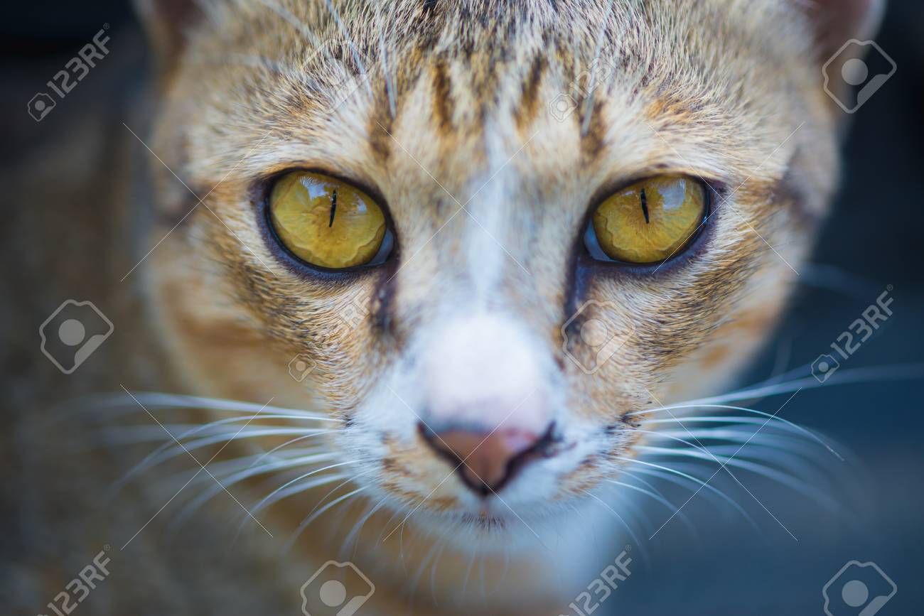 etiam-dictum-ipsum-a-felis