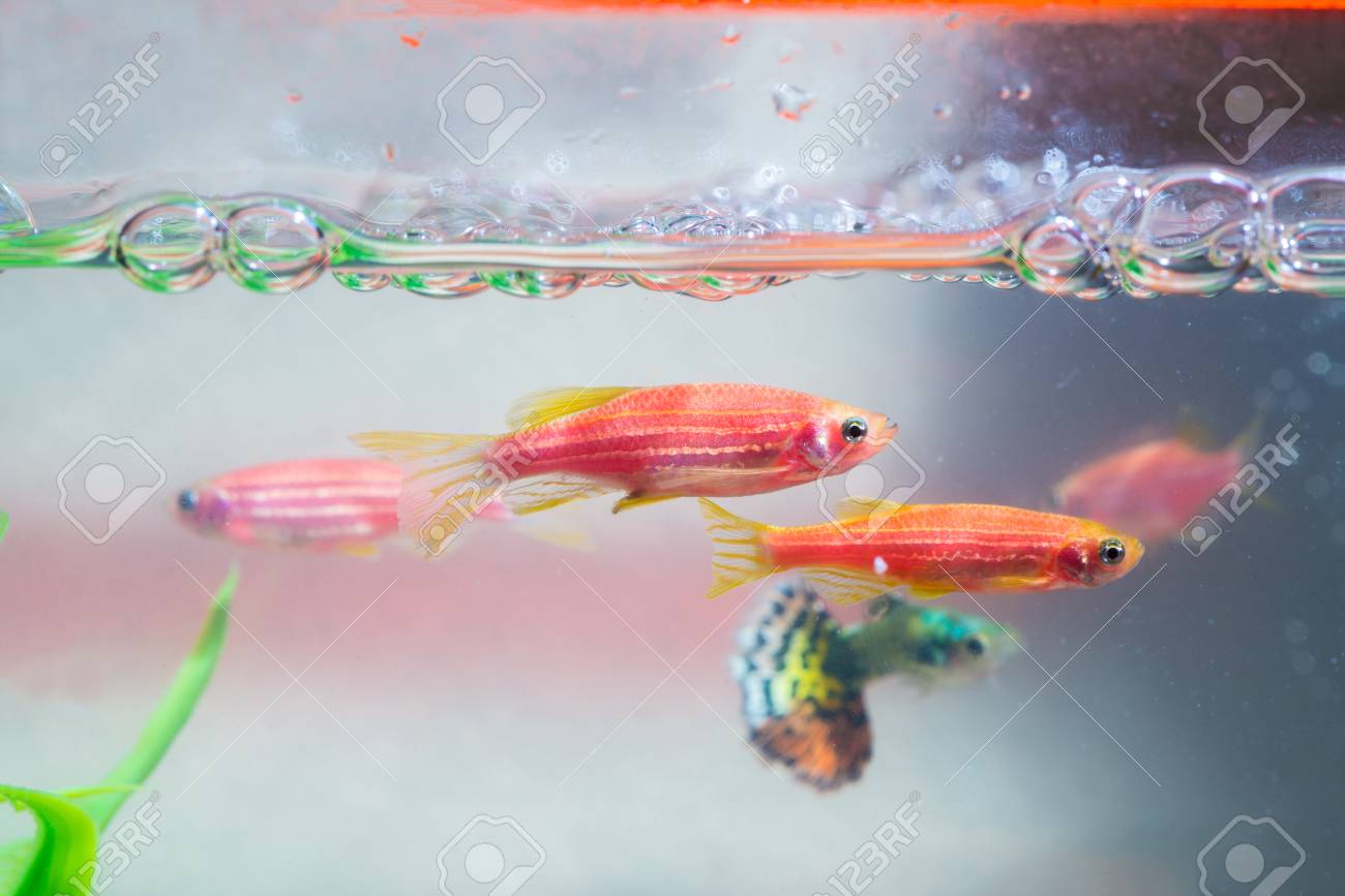 little aquarium fish zuhause