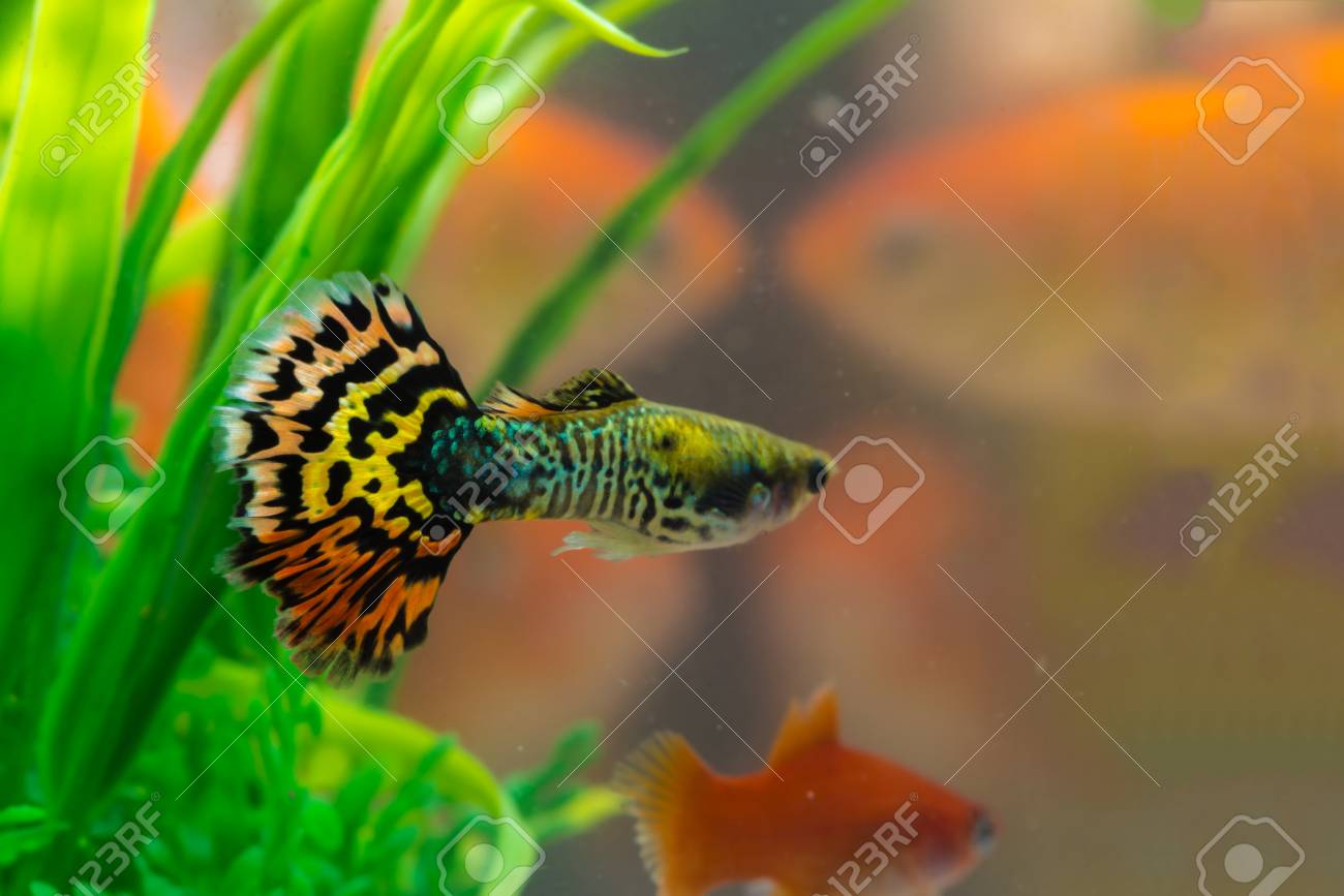 little aquarium fish zuhause