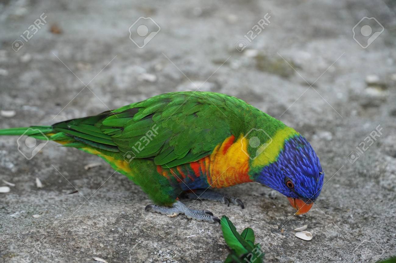 etiam-dictum-ipsum-a-felis