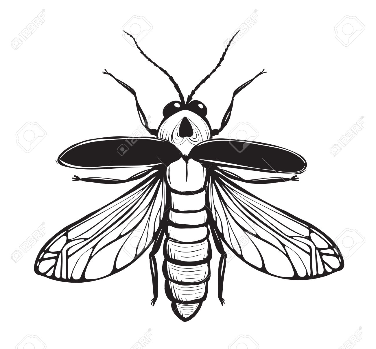 Leuchtkafer Insekt Schwarz Inky Zeichnung Bug Oder Gluhwurmchen Gluhwurmchen Illustration Lizenzfrei Nutzbare Vektorgrafiken Clip Arts Illustrationen Image 29081734