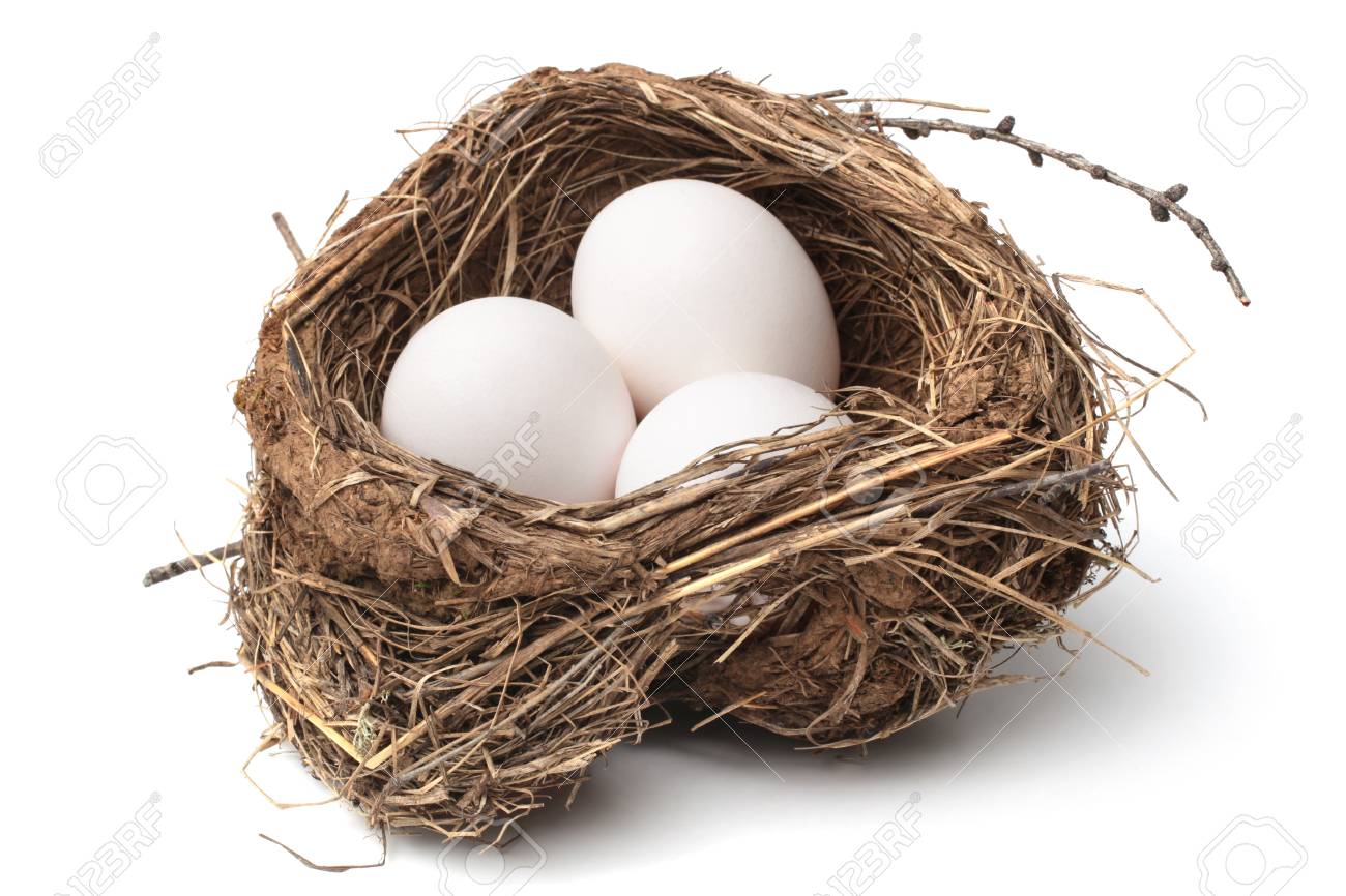 Bird Nest With Eggs On White Background Stock Photo Picture And Royalty Free Image Image