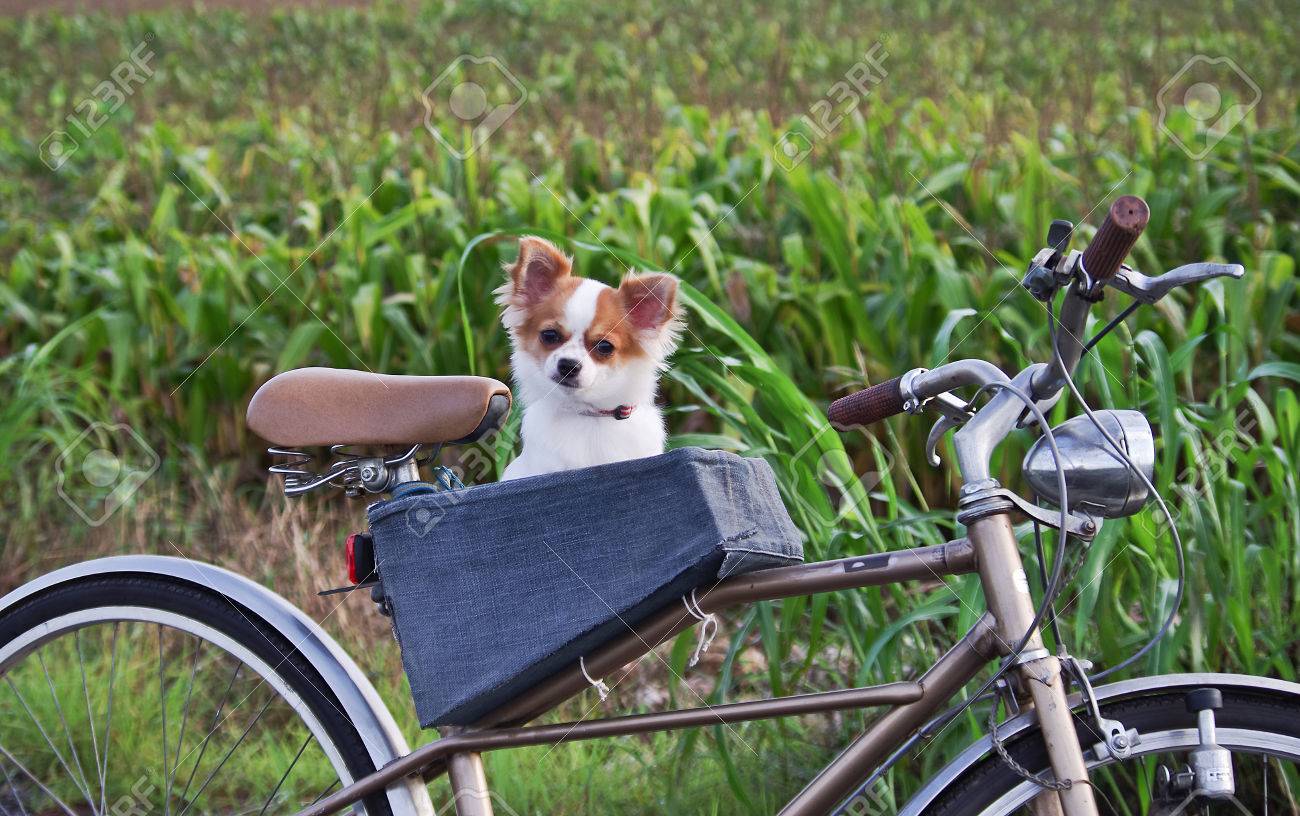 dog bicycle seat