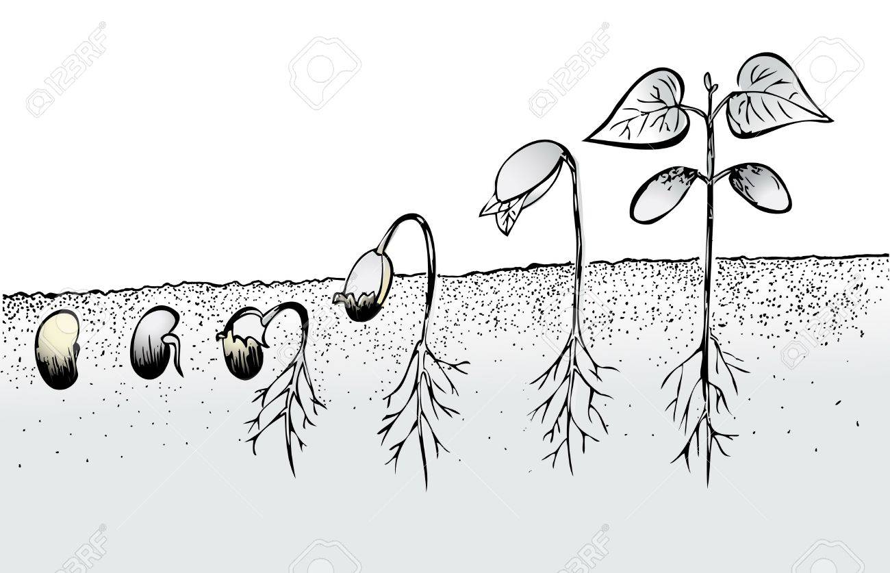 Bean Seed Germination Isolated On White Royalty Free SVG, Cliparts,  Vectors, and Stock Illustration. Image 42570719., image size:1300x837