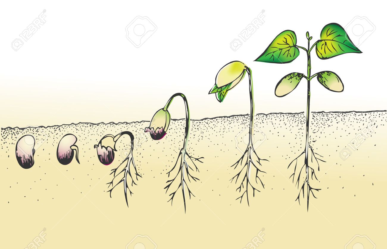 Germinacion De La Semilla De Frijol Aislados En Blanco Ilustraciones Vectoriales Clip Art Vectorizado Libre De Derechos Image 42570731
