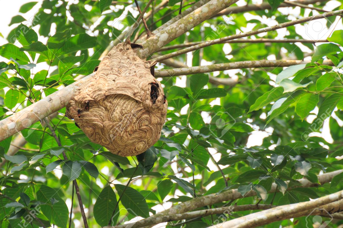 wasp nest on the tree stock photo picture and royalty free image wasp nest in trees