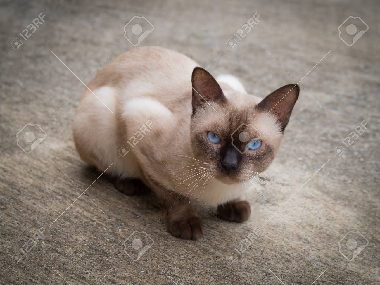 Felin Thailandais Celebre Chat Siamois Moon Diamond Seal Point Dans Les Cheveux Sombres Et Marron Clair Et Les Yeux Bleus Regardant Et Sur Le Sol Banque D Images Et Photos Libres De Droits Felin Thailandais Celebre Chat Siamois Moon Diamond Seal Point Dans Les Cheveux Sombres Et Marron Clair Et Les Yeux Bleus Regardant Et Sur Le Sol Banque D Images Et Photos Libres De Droits