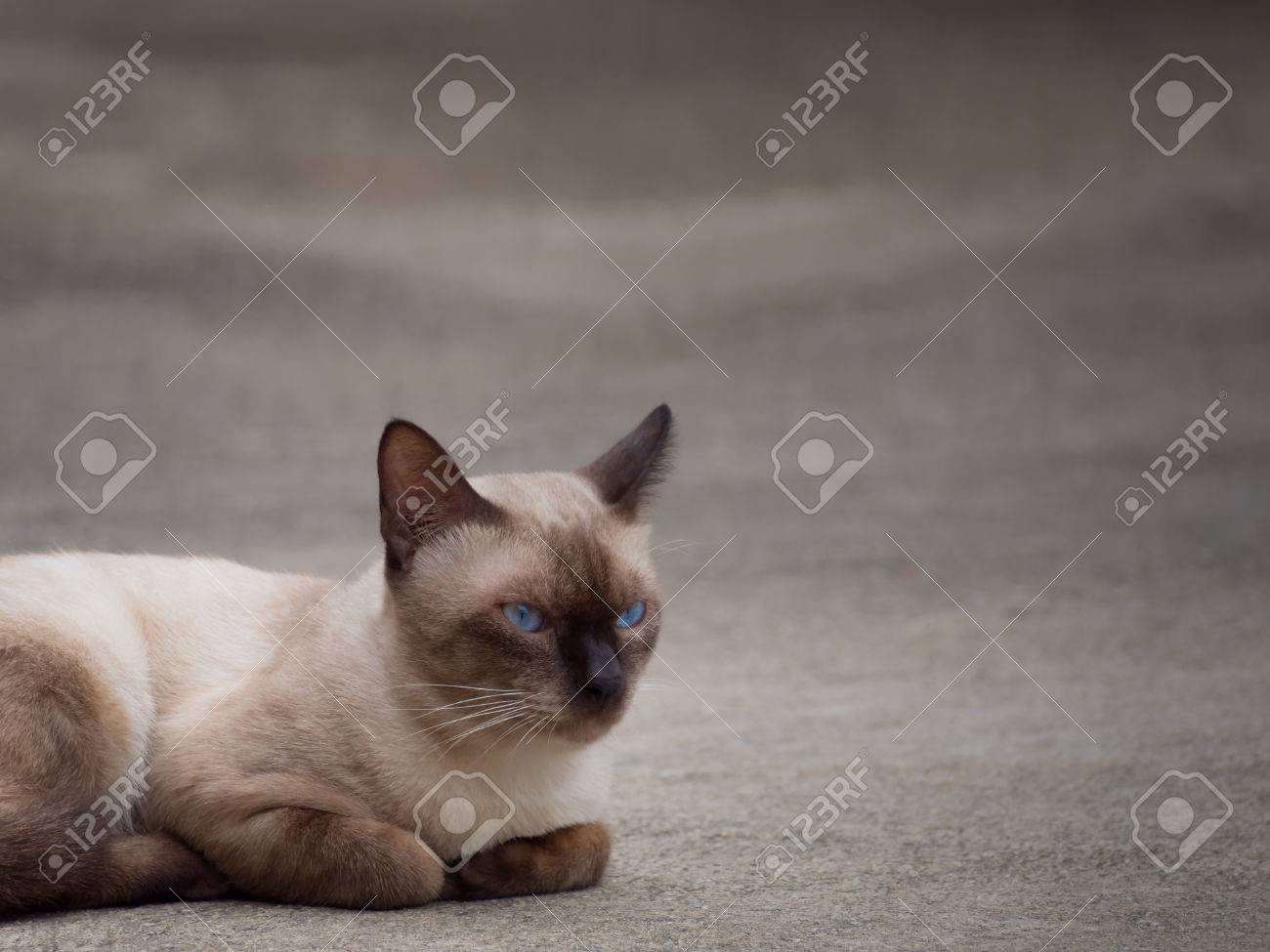Thai Celebre Chat Chat Siamois Lune Diamond Seal Point Dans Les Cheveux Et Les Yeux Bleus Bruns Fonces Et Clairs Couches Et De Detente Sur Le Plancher Avec Copie Espace Banque D Images