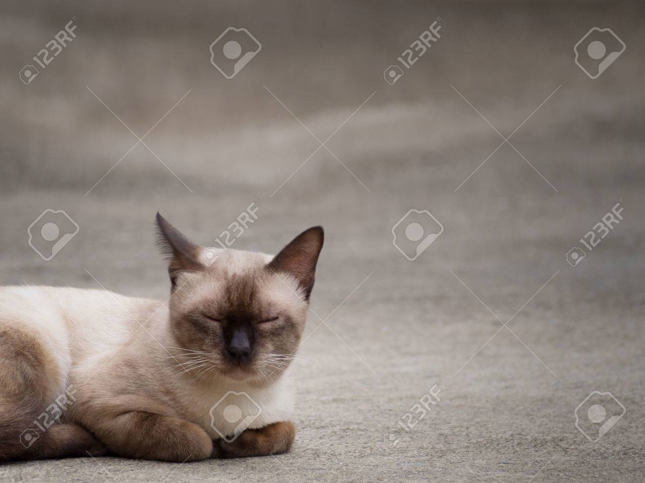 Thai Famous Cat Siamese Cat Moon Diamond Seal Point In Dark Stock Photo Picture And Royalty Free Image Image