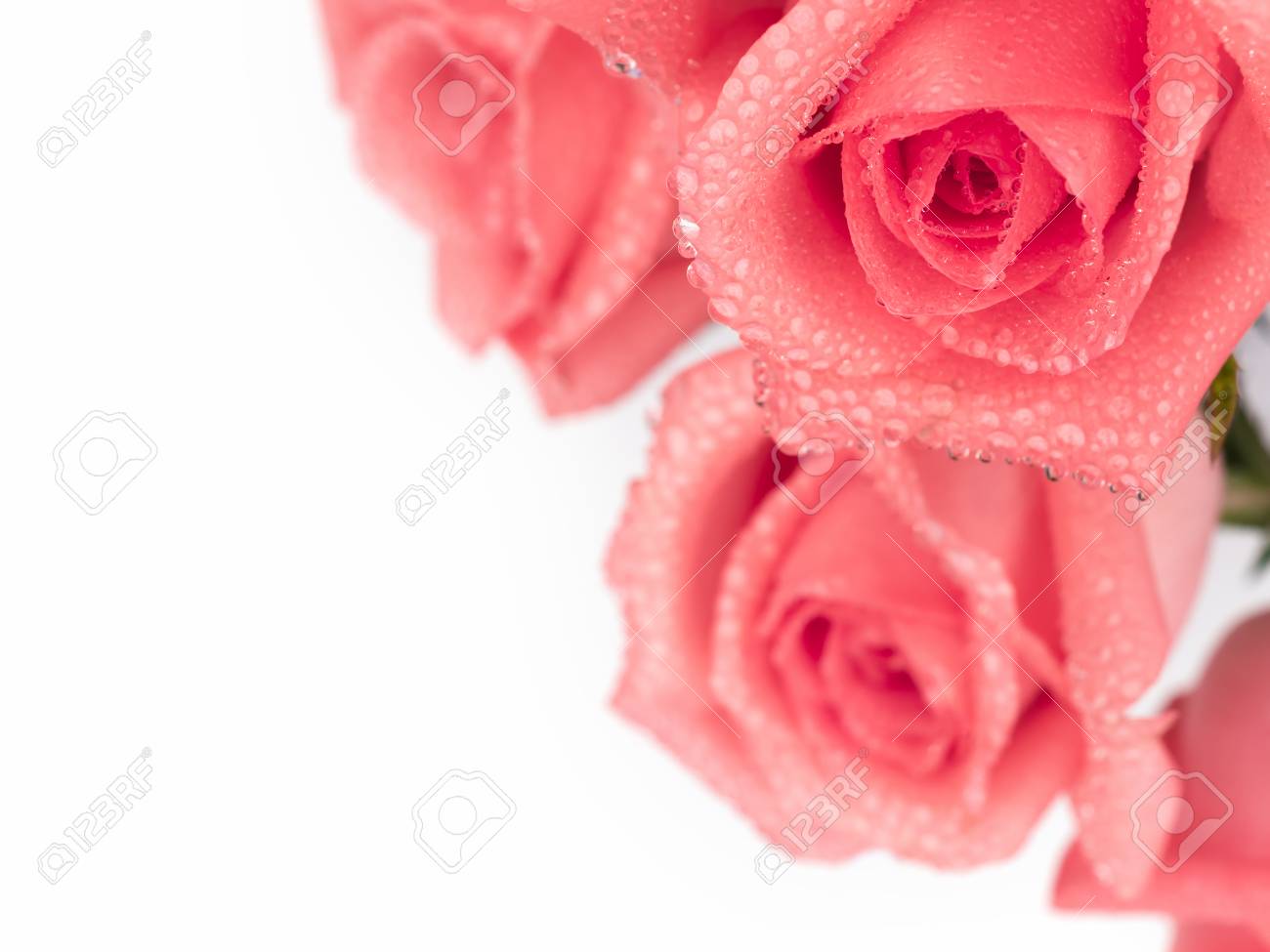 Close Up Image Of Beautiful Pink Rose Flower Bouquet With Droplet Stock Photo Picture And Royalty Free Image Image