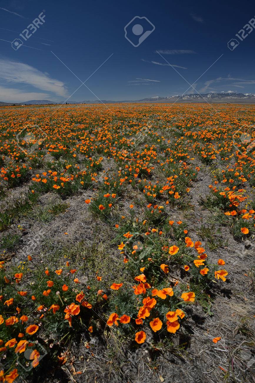 California Poppy Flower Field At Antelope Valley Poppy Reserve