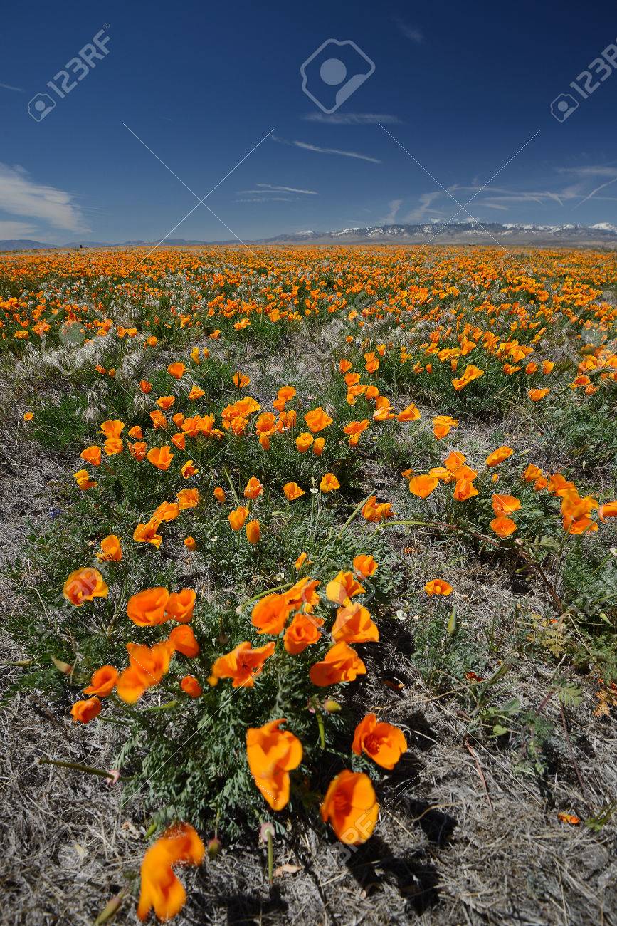 California Poppy Flower Field At Antelope Valley Poppy Reserve