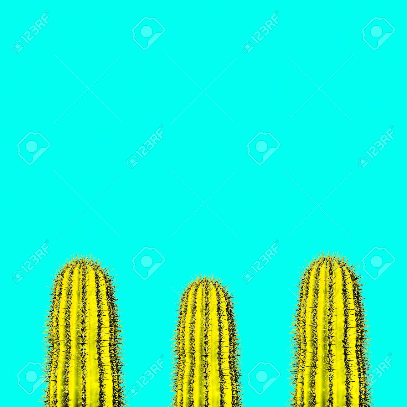 Cactus set. Minimal creative stillife - 77223963 Cactus set. Minimal creative stillife - 77223963