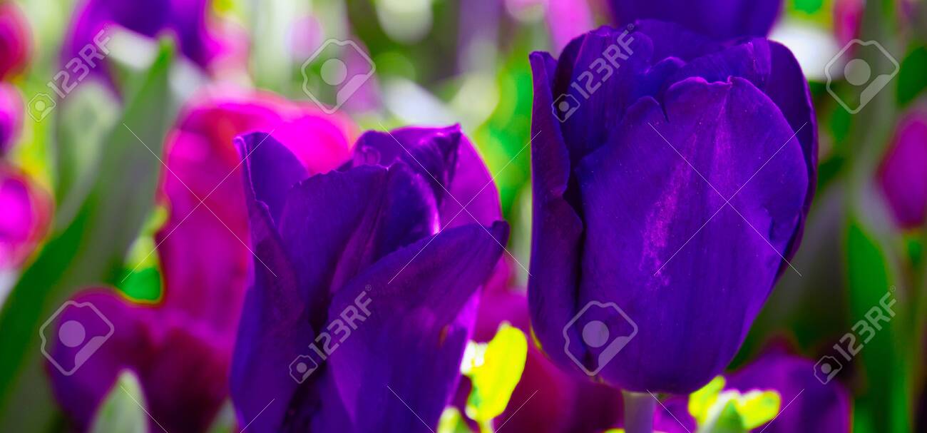 Fashion Aesthetics Wallpaper Flowers Purpletulip Bloom Background Stock Photo Picture And Royalty Free Image Image