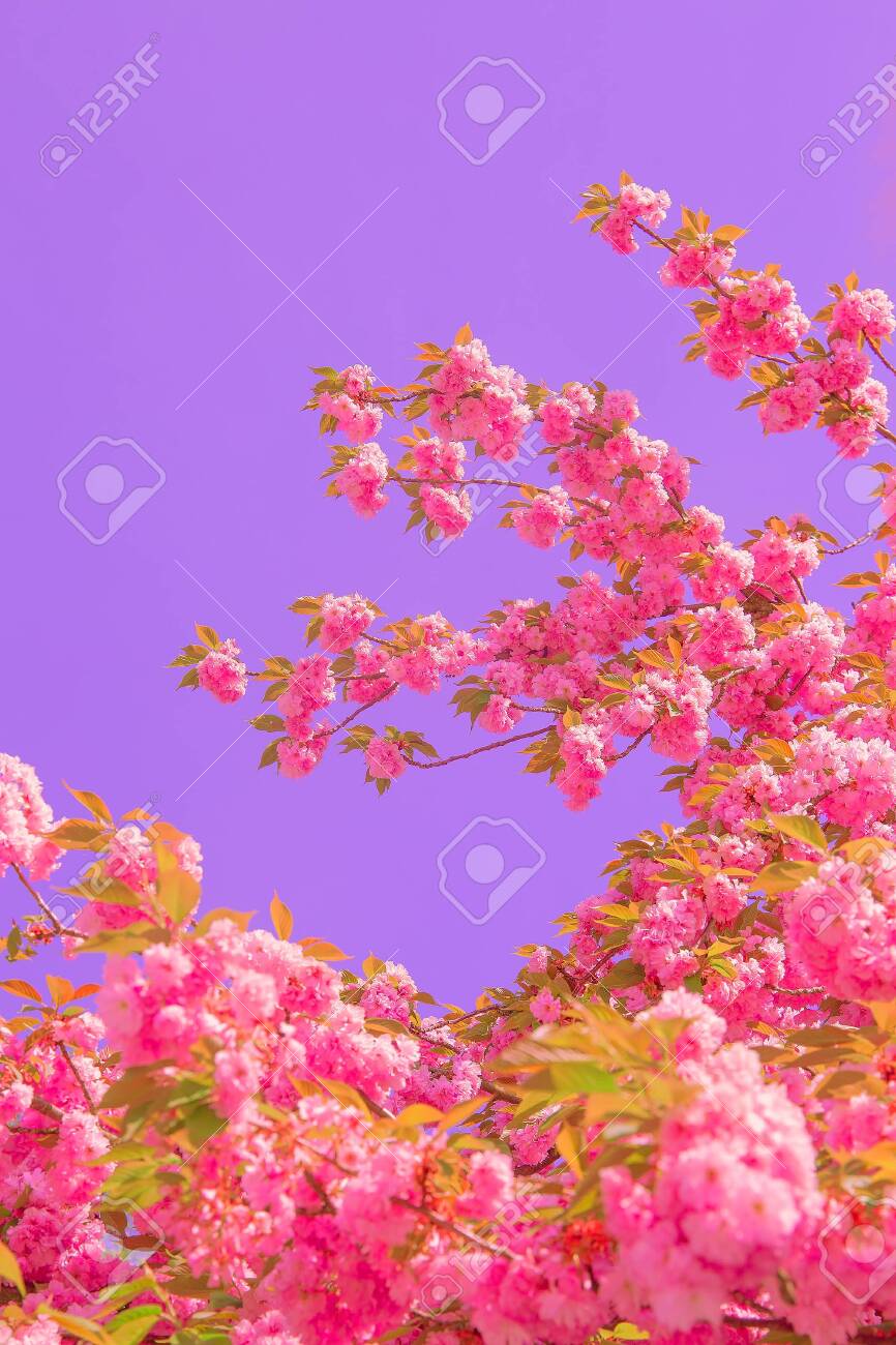Fashion Aesthetics Wallpaper. Pink Flowers. Cherry Blossom Stock Photo, Picture And Royalty Free Image. Image 150121958. Fashion Aesthetics Wallpaper. Pink Flowers. Cherry Blossom Stock Photo, Picture And Royalty Free Image. Image 150121958.