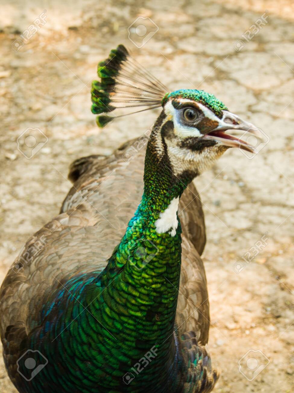 etiam-dictum-ipsum-a-felis