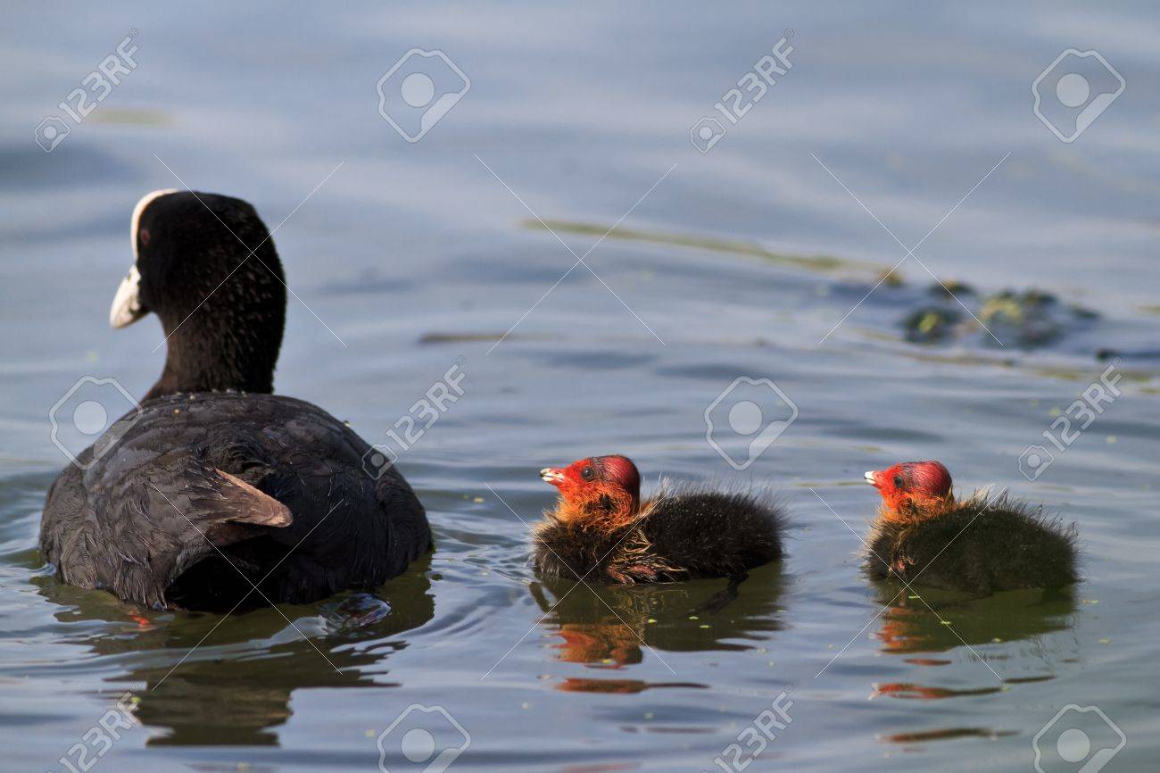 Eurasian Coot Fulica Atra With Baby Coot Chicks Stock Photo Picture And Royalty Free Image Image Eurasian Coot Fulica Atra With Baby Coot Chicks Stock Photo Picture And Royalty Free Image Image