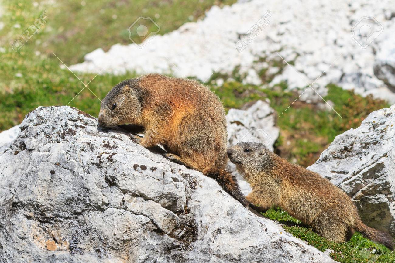 イタリア ドロミテ アルプス マーモット Marmota Marmota の写真素材 画像素材 Image イタリア ドロミテ アルプス マーモット Marmota Marmota の写真素材 画像素材 Image