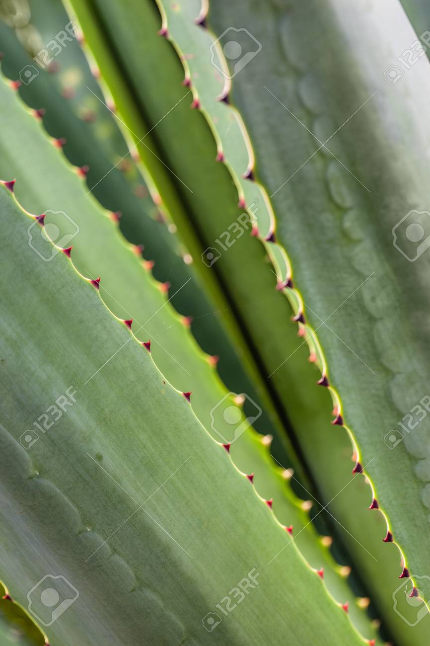 リュウゼツラン サボテンの葉のマクロ撮影 の写真素材 画像素材 Image
