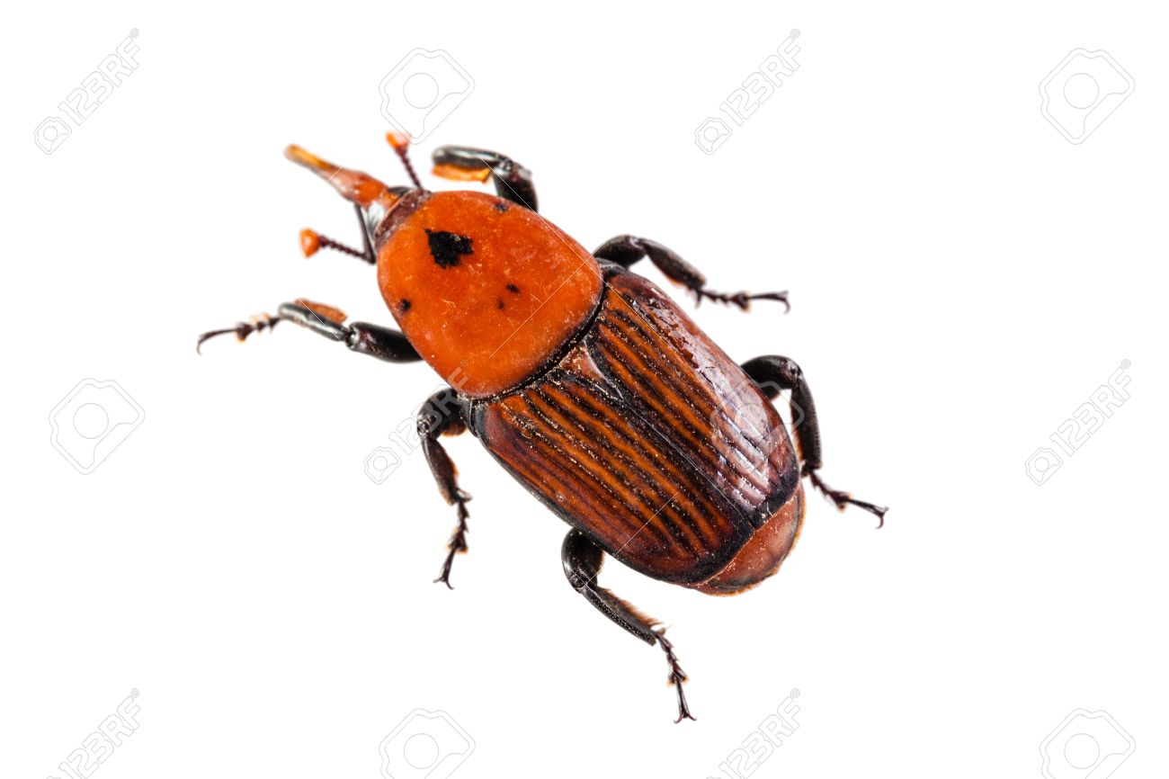 asian red palm weevil Asian red palm weevil