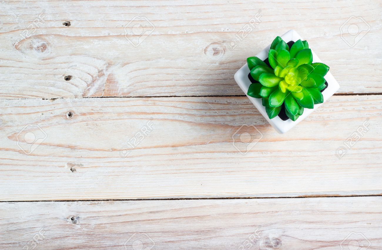 table background white stock photo succulent in pot wooden table background with copy space in pot wooden table background with copy space table background white stock photo succulent in pot wooden table background with copy space in pot wooden table background with copy space