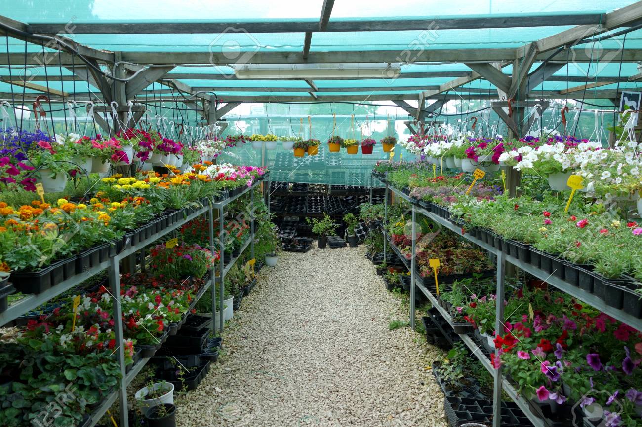 Plants And Flowers For Sale At The Plant Nursery Stock Photo Picture And Royalty Free Image Image 41910695