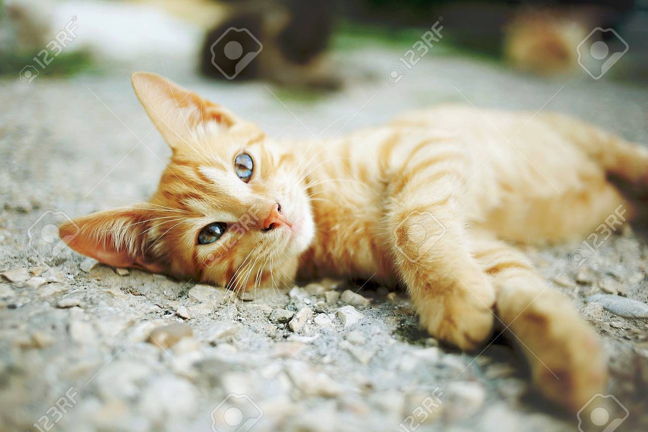 etiam-dictum-ipsum-a-felis