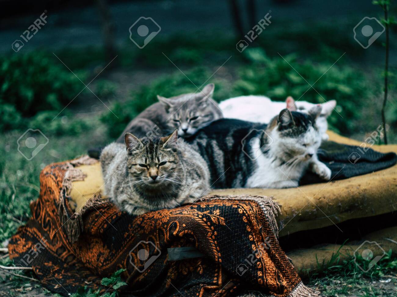 Amicable Black Cats Family Is Lying In An Old Armchair Together Stock Photo Picture And Royalty Free Image Image 143062818